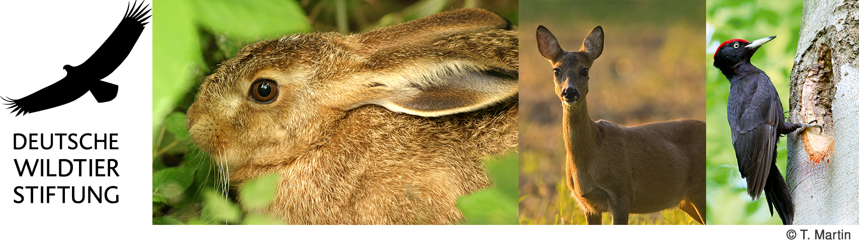 deutsche Wildzierstiftung