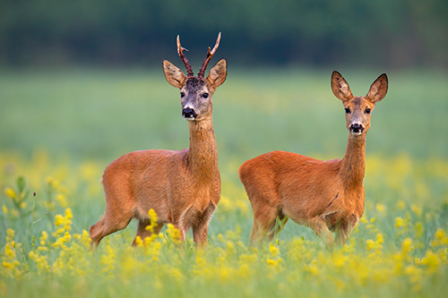 rehe